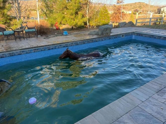 Wild Horse that had to be rescued from a resident's pool