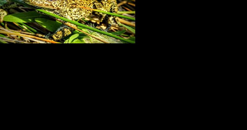 Dixie Valley Toad Receives Final Endangered Species Protections - Vimarsana News