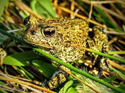 Dixie Valley Toad