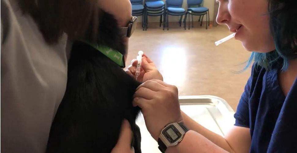 SPCA of Northern Nevada Continues Low-Cost Vaccine Clinic Amid Pandemic