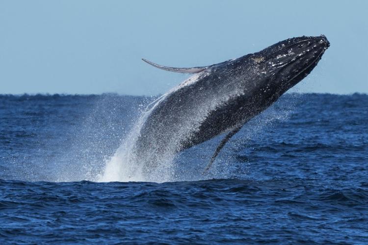 South Africa Whale Supergroups