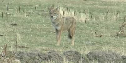 Coyotes in the North Valleys