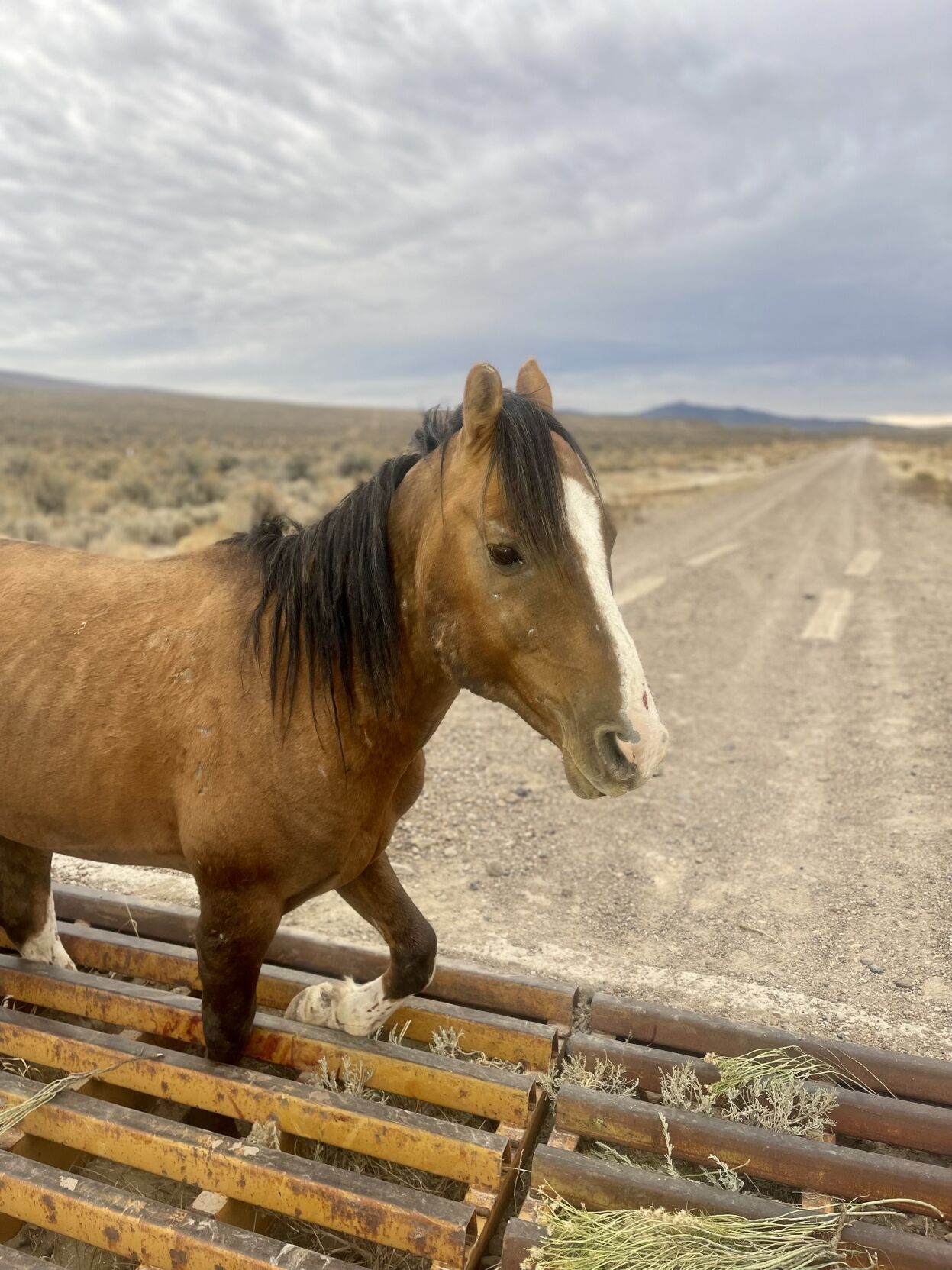 HorseCattleGuard2.jfif