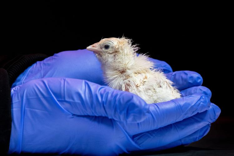 De-extinction Artificial Eggs