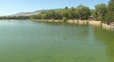 Virginia Lake Is Green: Here's Why