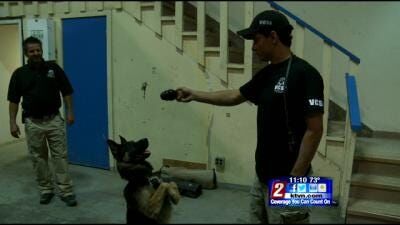 Vigilant Canine Services International Offers Civilian Dog Training Course