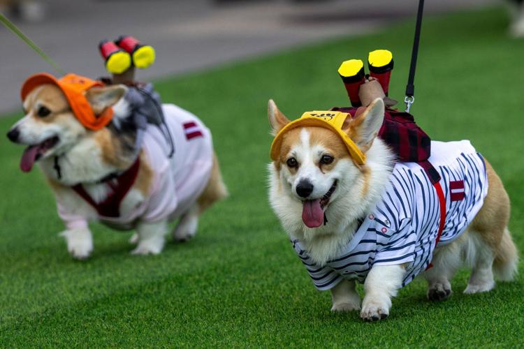 Lithuania Corgi Race