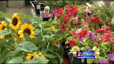 Recent Area Rainfall a Relief For Local Garden Shops