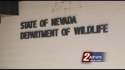 Nevada Implements Bighorn Ewe Hunts to Manage Growing Populations