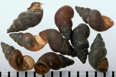 new zealand mudsnails.png