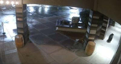 Bear at Bighorn Tavern