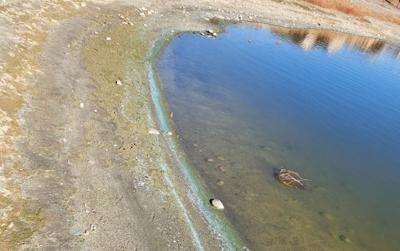 Gardnerville Algae