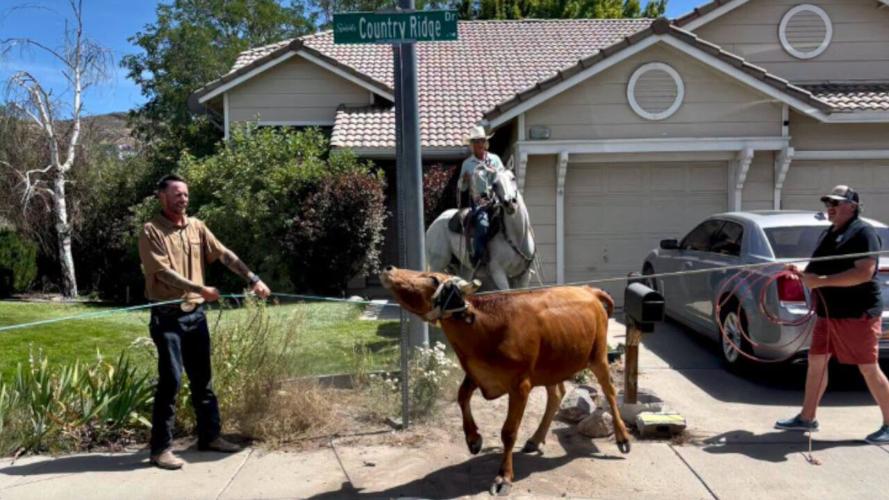 Police catch a cow in Sparks