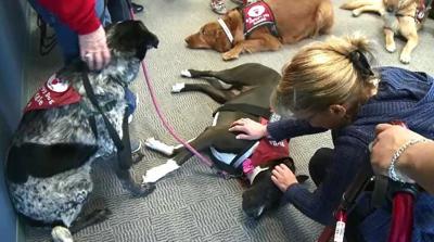 Therapy Dogs Help Comfort Victims of Crime