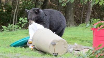 Bear in trash .jpg