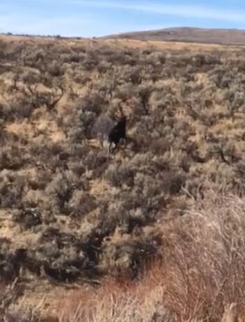 NDOW Starts Citizens Science Project Inspired By Moose Sighting