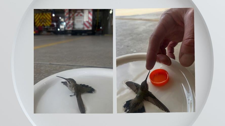 Hummingbird rescue pictures