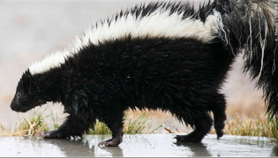 skunk mgn.PNG