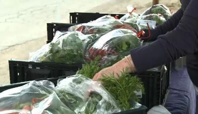 Desert Farming Initiative Sells Produce as Retail For the First Time