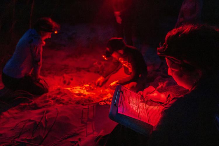 Sea Turtle Nests Record