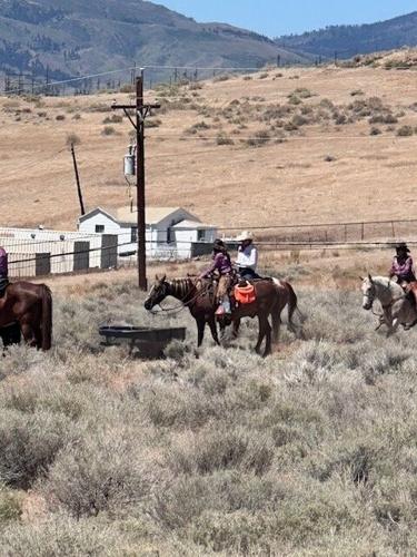 Applications open Tuesday for the exclusive Reno Rodeo Cattle Drive ...