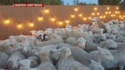 Flock of Sheep Invade Family's Backyard in Northern California