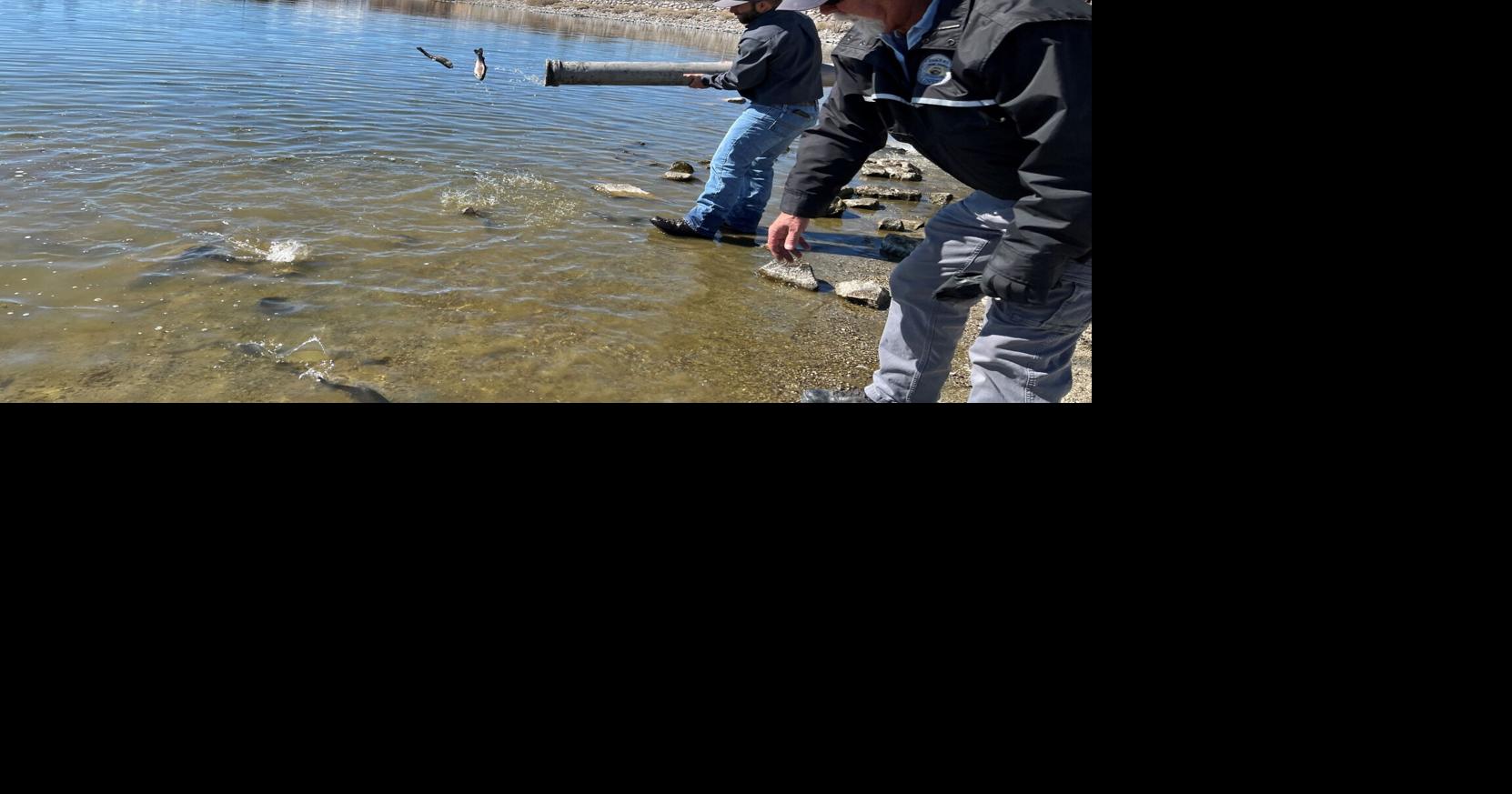 ndow-to-stock-sparks-marina-with-3-000-brown-trout-next-week-news-2news-com