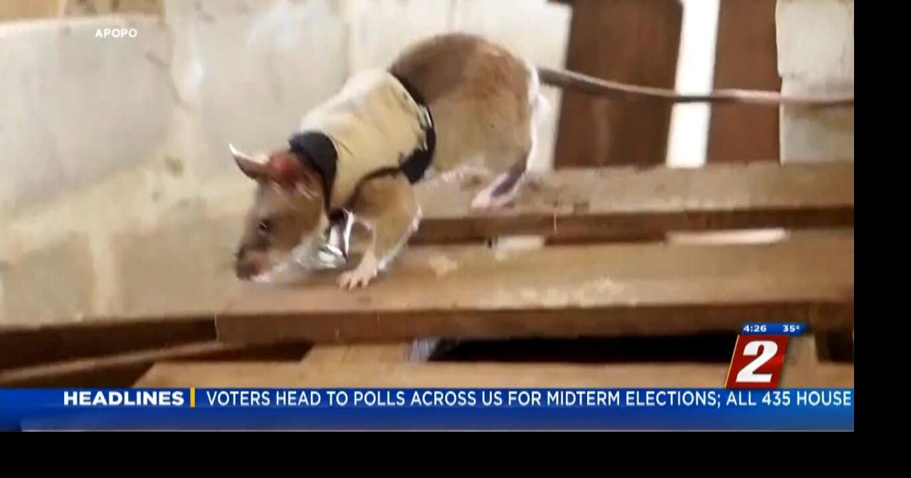 Training Rats For Search And Rescue | News | 2news.com