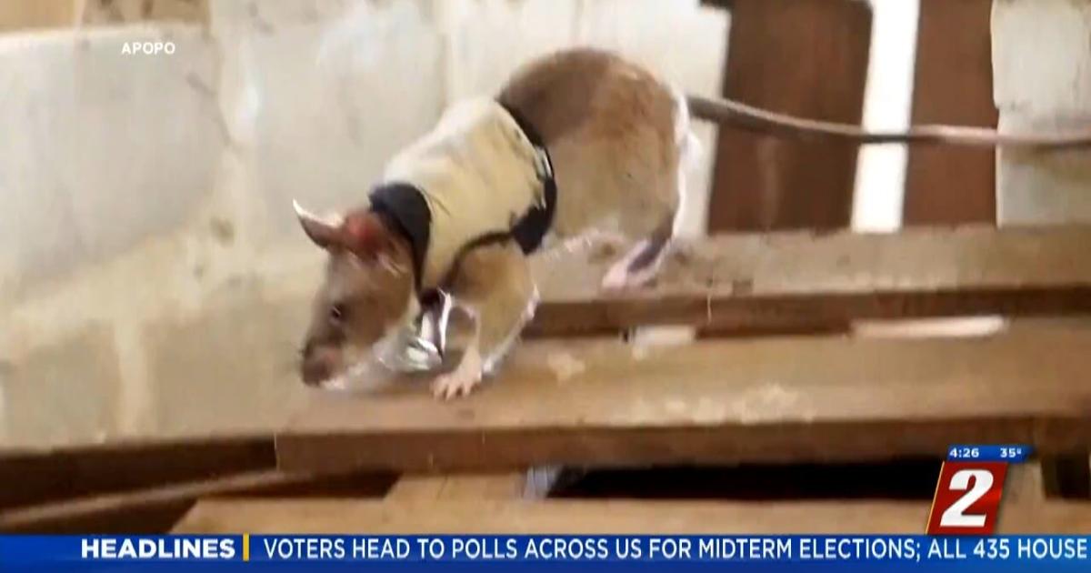 Can You Train Rats Training Rats For Search And Rescue | News | 2news.com
