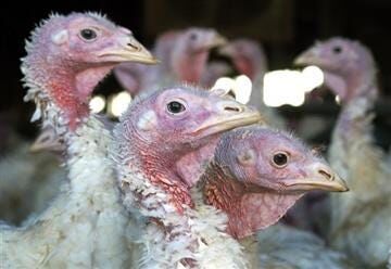 New Bird Flu Strain has Poultry Farmers Scrambling