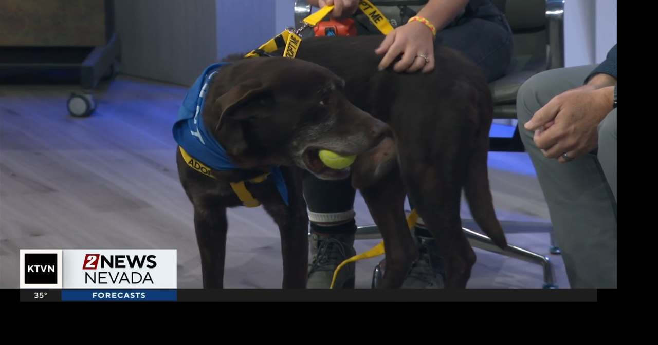 Pet of the Week: Drake