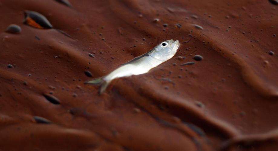 Climate Gulf Fish Decline