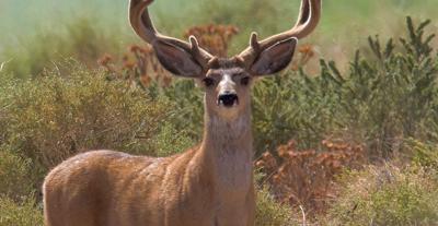 Deer
