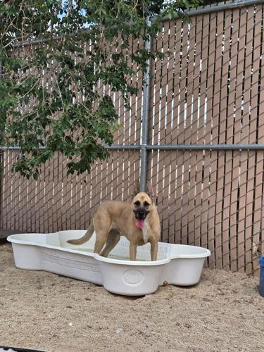 Adoptable Dog 2.JPG