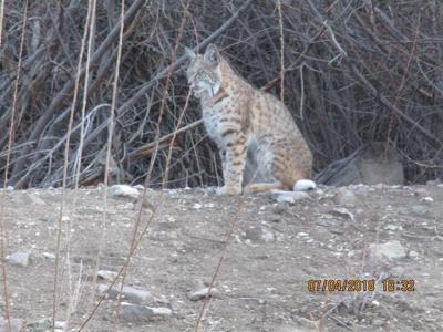 Bobcat Spotted in Reno