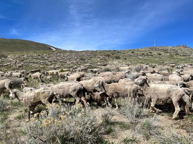 Annual Carson City Fuel Reduction Project Using Sheep