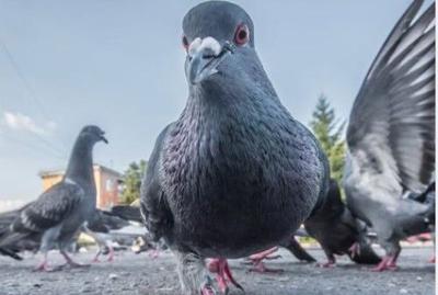 Pigeons