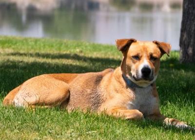 Marina dog park big.JPG