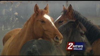 BLM Seeks Bids for New, Short-Term Facilities for Wild Horses, Burros