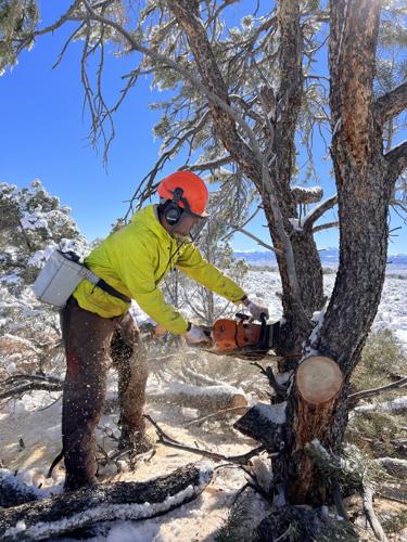 BLM to Conduct Tree-Thinning Treatments in Kern Mountains Area
