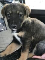 Humboldt County Sheriff's Office Rescues Puppies Left near Gravel Pit