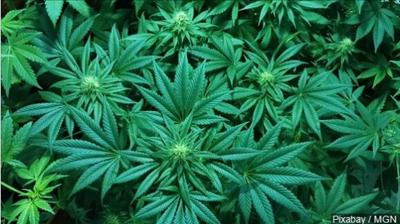 New Health Office to Cut Weeks-Long Medical Marijuana Waits