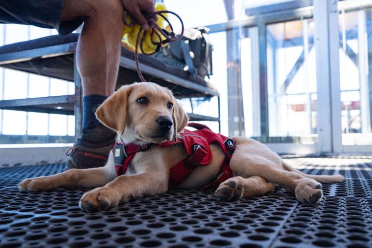 Palisades Tahoe New Avalanche Rescue Dog - Meet Binny