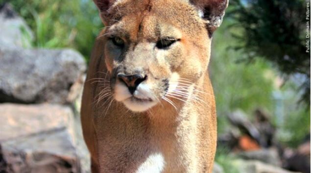 Mountain Lion