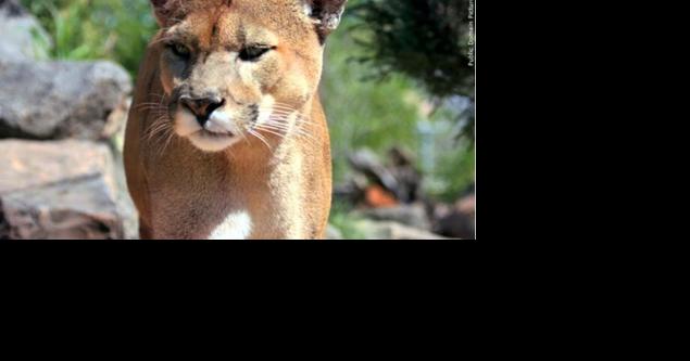 NDOW: 14-year-old followed all proper steps to deter mountain lion during encounter - Vimarsana News