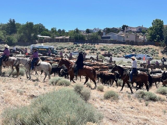 Cattle Drive 35.jpg