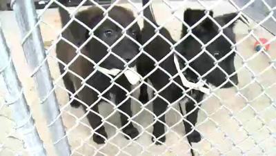 Animal Shelter to Stop Labeling Dog Breeds
