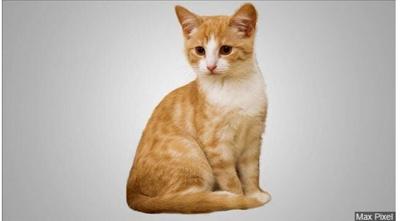 Nevada Humane Society Waiving Adoption Fees for Cats, Kittens This Weekend