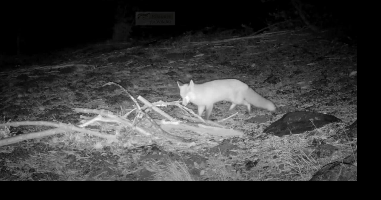 Rare Sierra Nevada Red Fox Spotted in Lake Tahoe | California News ...