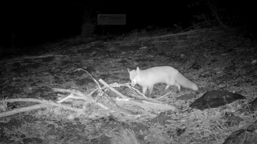 Sierra Nevada Red Fox